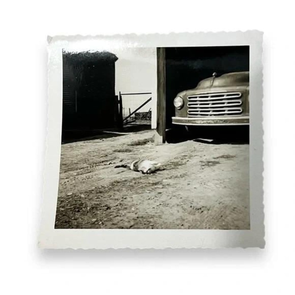 Cat Sunning on Dirt Road Drive Near Old Truck 1950s Vintage Found Photo DBX